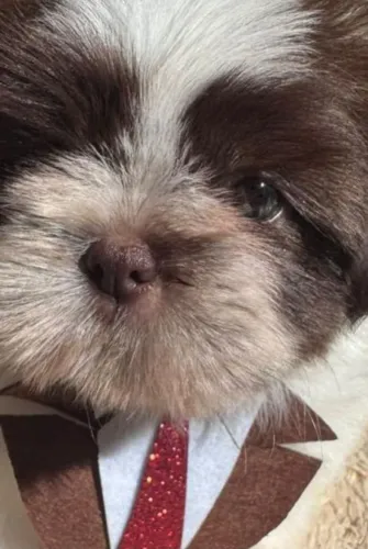 Micro Macho Shih Tzu