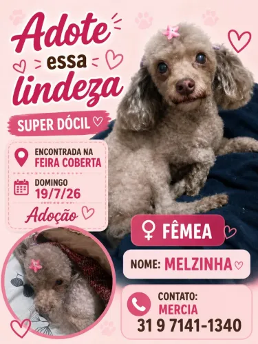 Doa-se poodle fêmea