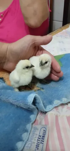 1 Pintinho sedosa, frizada, sedosa pescoço pelado, sedosa smoth