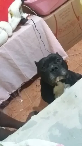 Cão macho American Bully Staffordshire 1 ano e meio