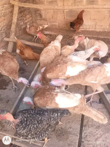 Vende-se casais de perus