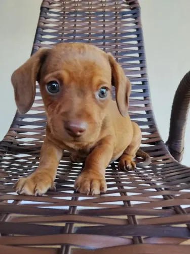 Filhote Macho Dachshund, Cofap, Salsichinha