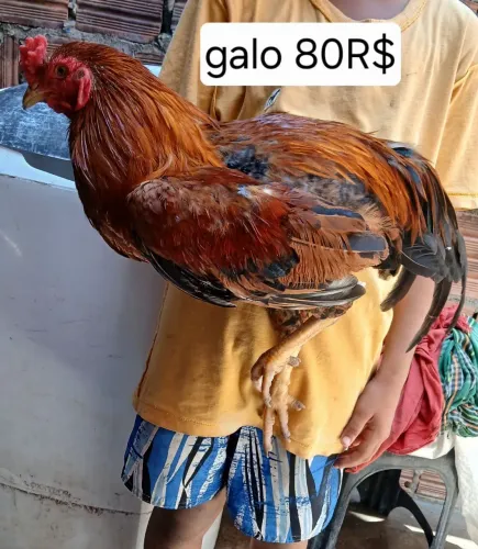 galo e galinha
