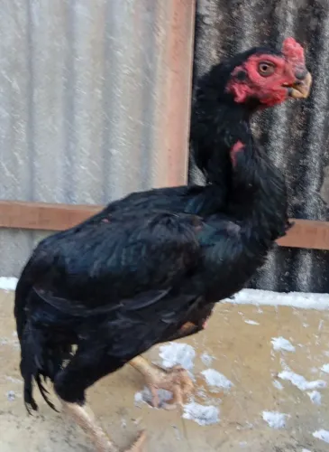 Galinhas bico curto
