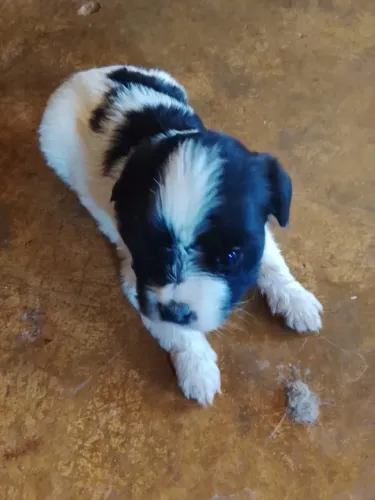 Vendo shih tzu