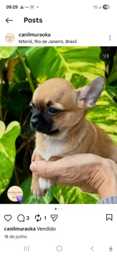 Lindo Chihuahua macho filhote