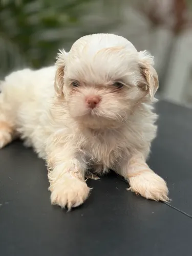 Shih tzu branco macho