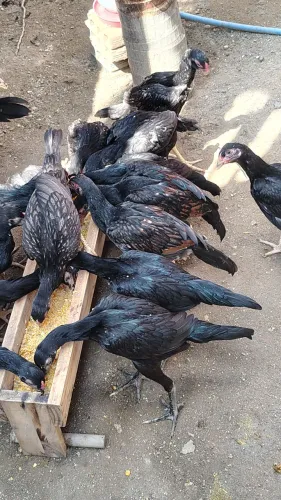 Vende-se pintinhas da raça Moura entre 45 a 60 dias valor unitário r$ 30