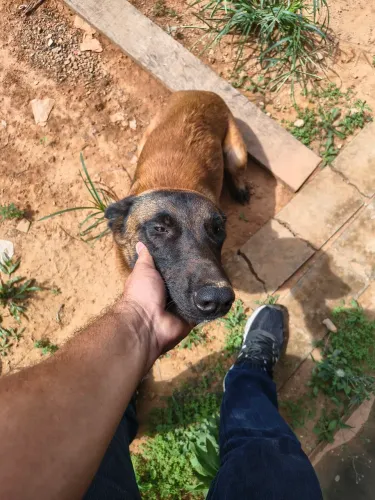 Vendo Pastor Belga Malinois
