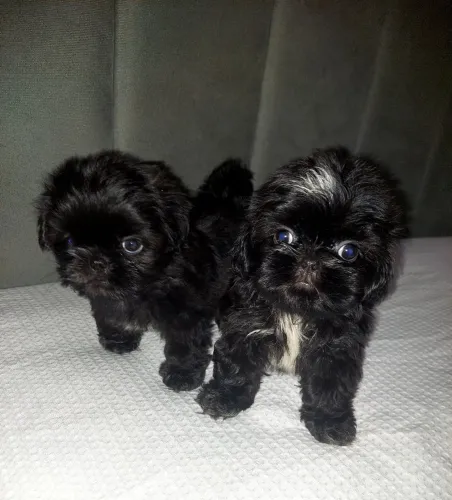 Filhote de shihtzu