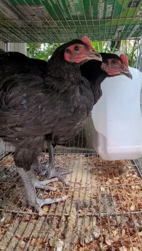 Frango Gigante Negro de Jersey
