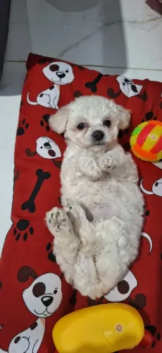 Filhotes de poodle