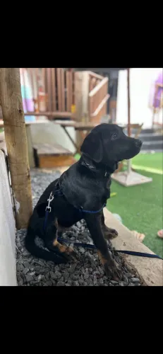 Cachorro para doação 