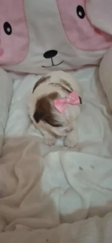 Fêmea e machinho shitzu