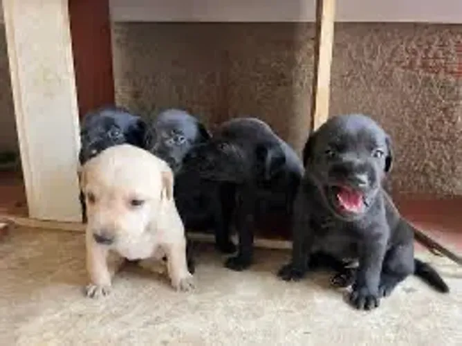 Estou doando Filhote de labrador 