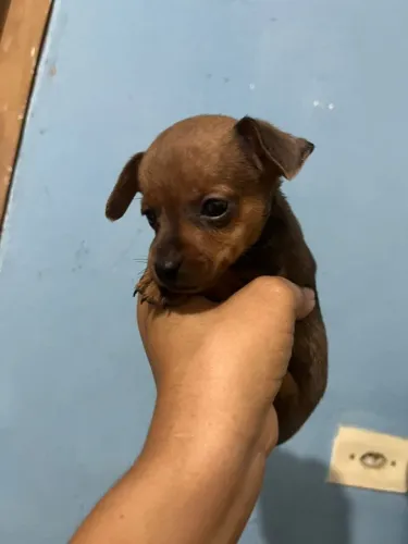 Pinscher zero fêmea mini mini pais abaixo de 20 cm 48 dias de vida