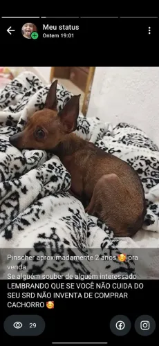 Pinscher 0