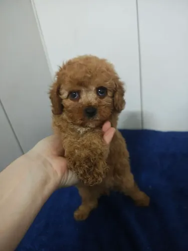 Lindo filhote de Cavapoo macho Fulvo