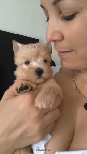 Yorkshire terrier Dourado.