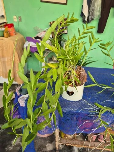 Vendo Orquídea Amarela 