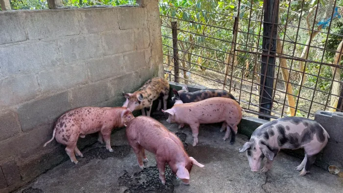 Porco Caipira