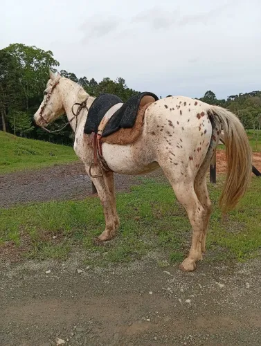 Cavalo