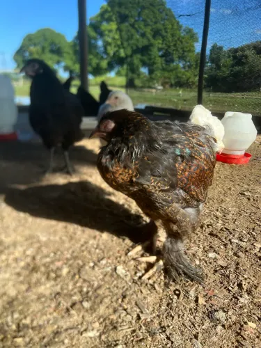 BRAHMA PERDIZ