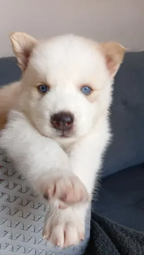 Husky siberiano 