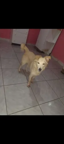 Doação de cachorro macho 1 ano novinho super dócil já com duas vacinas vai com saco de 10k