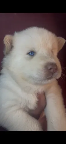 Husky siberiano wooly