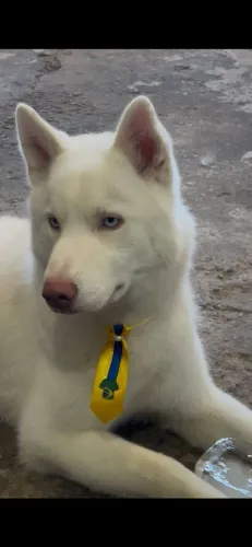Husky