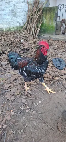 Galinha GSB