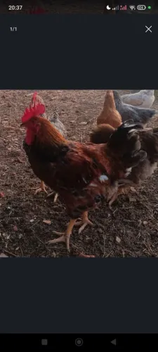 Frango Caipira