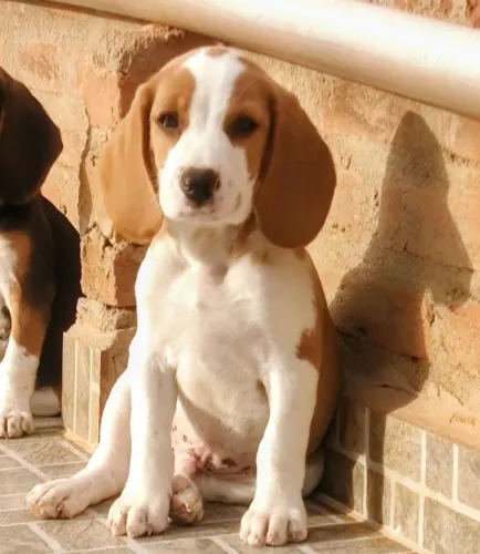Beagle