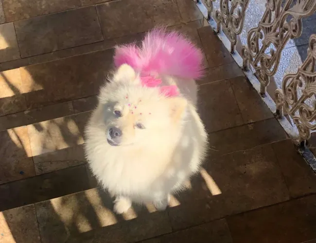 Vendo Lulu da Pomerania Fêmea Adulta 