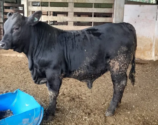 Bezerro / Tourinho P.O Angus 