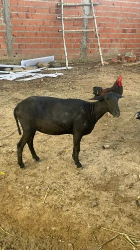 Ovelha Santa Inês 