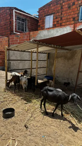 Vendo lote de ovelhas