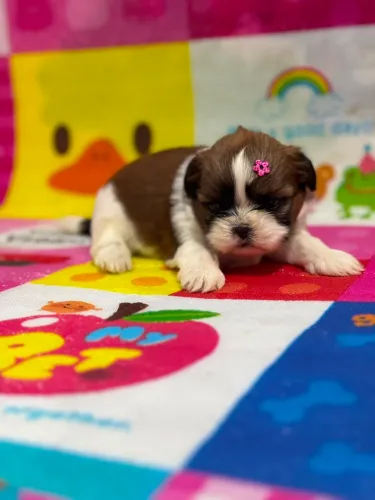 Shih-tzu fêmea