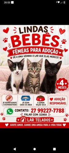 Gatos filhotes