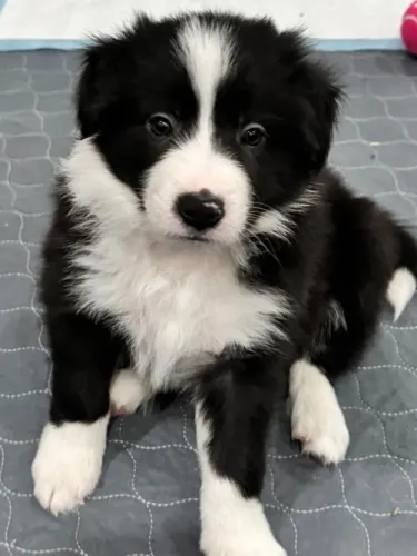 Filhotes de Border Collie | Alegria que chega abanando o rabo.