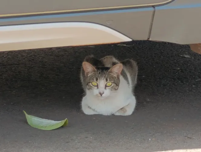 Gatinha linda para adoção responsável .