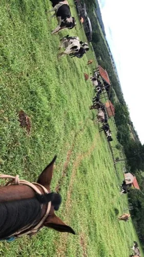 Fazenda de 37 alqueires 