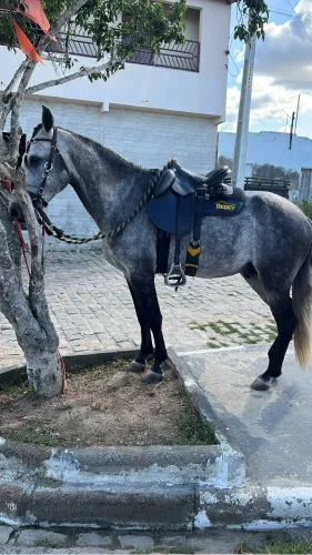 Cavalo disponível para venda!