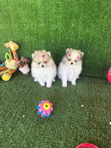 Filhotes Spitz Alemão Anões (Lulu da Pomerânia) - Lindos!