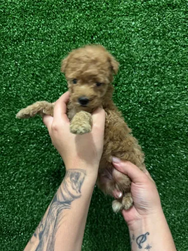 Filhote de Poodle Toy Inteligente e saudável (SP envio RJ)
