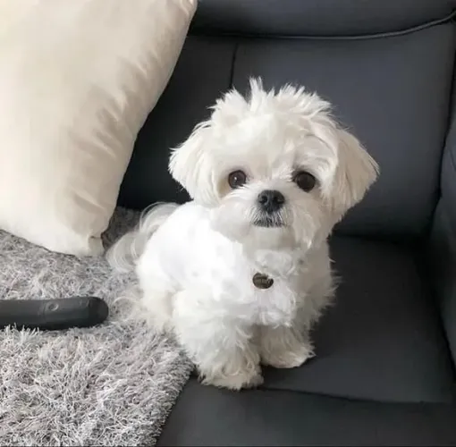 Filhote Maltês, A felicidade tem quatro patas e está esperando por você!