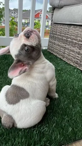 Filhote de Bulldog Francês com marca de coração