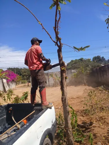 Poda de árvores e corte em geral
