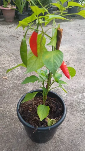 Planta pimenta variadas